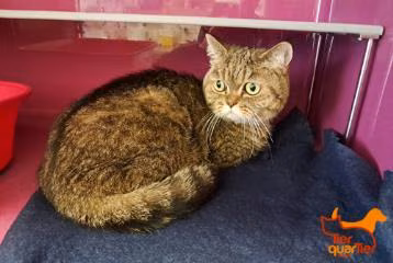 Adult female British Shorthair, shelter no. …4059