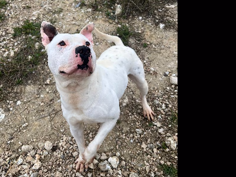 Florin, Adult · Male · Staffordshire Bull Terrier