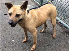 Black-and-tan adult female mixed-breed dog, Medium, shelter no. …0401