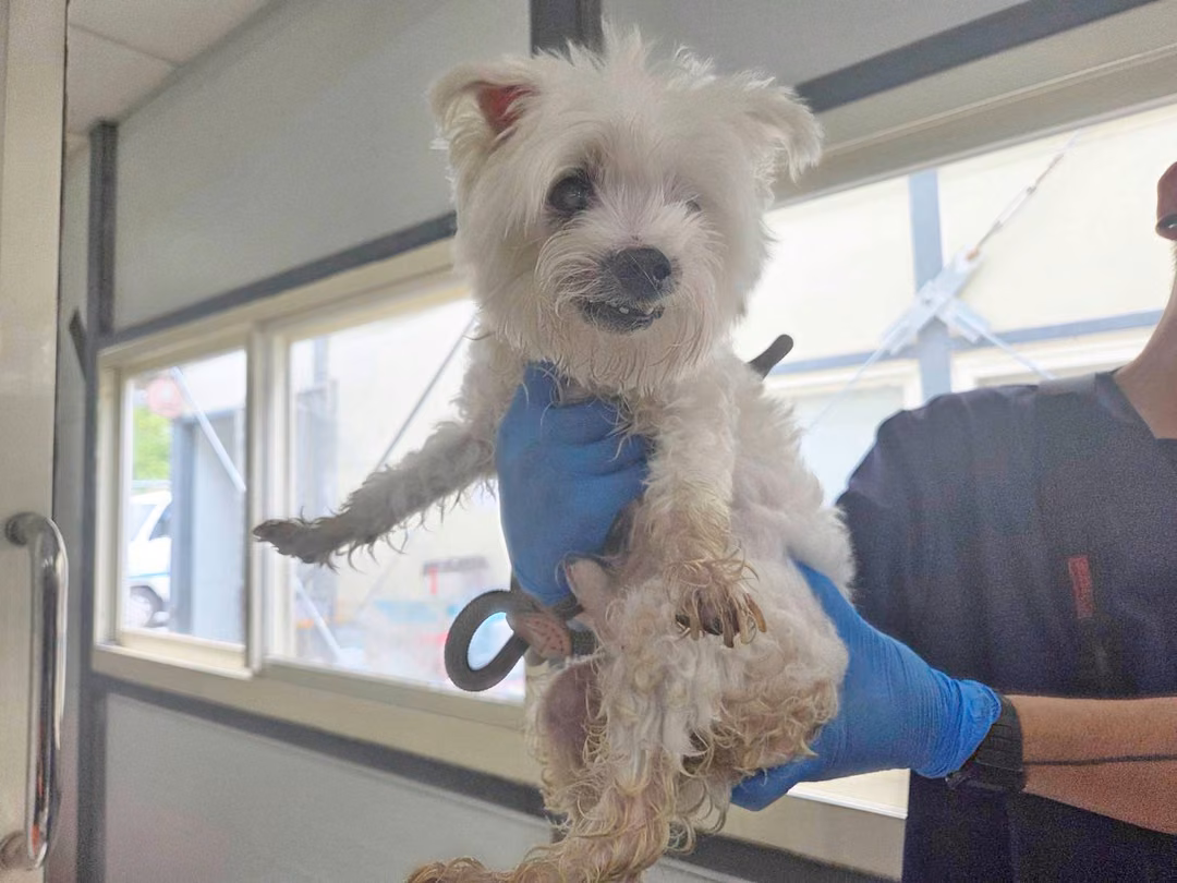 White adult male Maltese, Small, shelter no. …0311