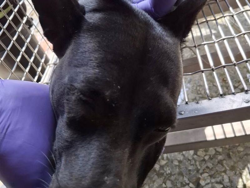 Black adult female mixed-breed dog, Large, shelter no. …0106