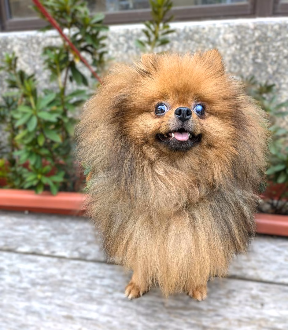 Brown adult female Pomeranian, Small, shelter no. …0002