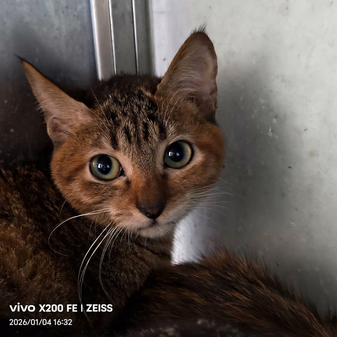 Adult female mixed-breed cat, Medium, shelter no. …7008