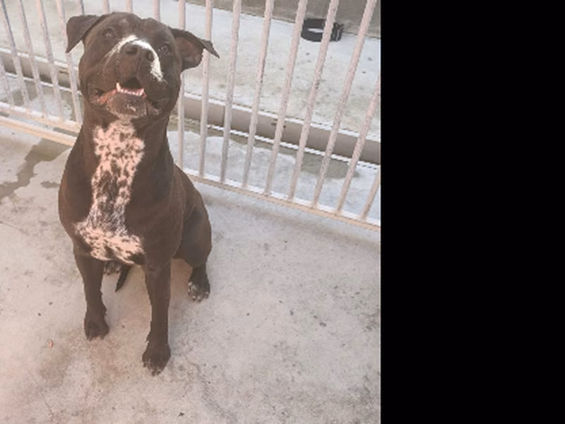 Arce, Adult · Male · Medium · Mixed breed