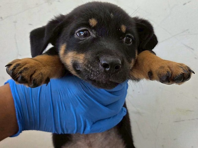 Black-and-brown young female mixed-breed dog, Medium, shelter no. …3004
