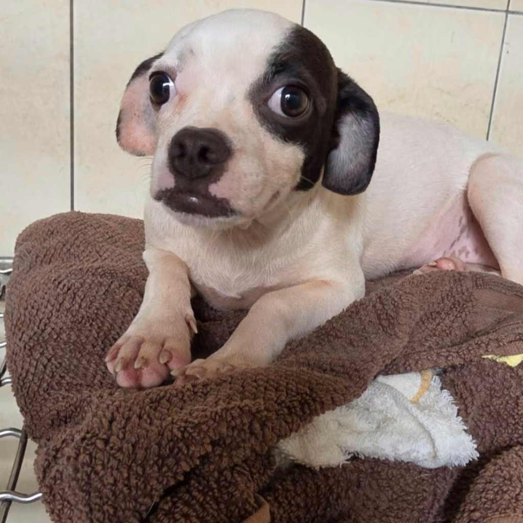 Black-and-white adult female mixed-breed dog, Medium, shelter no. …2-02