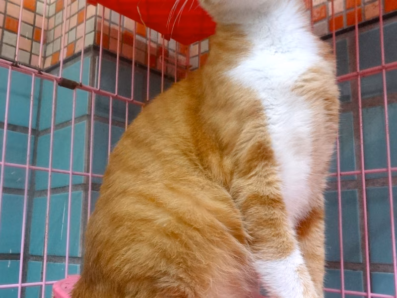 Orange-and-white adult male mixed-breed cat, Large, shelter no. …1563