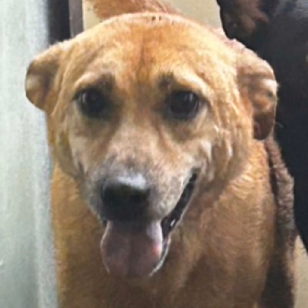 Tan adult male mixed-breed dog, Large, shelter no. …0067