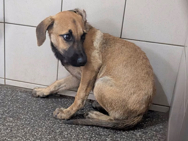Tan adult female mixed-breed dog, Large, shelter no. …1711