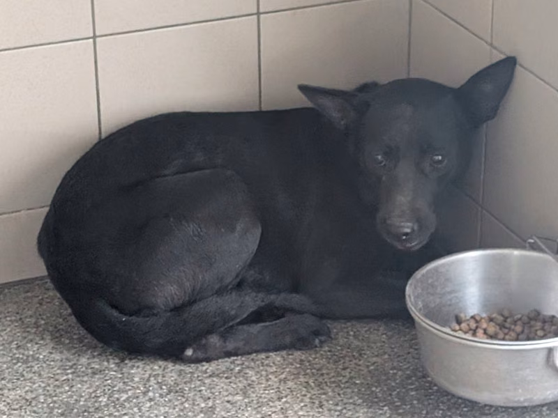Black adult female mixed-breed dog, Large, shelter no. …2005