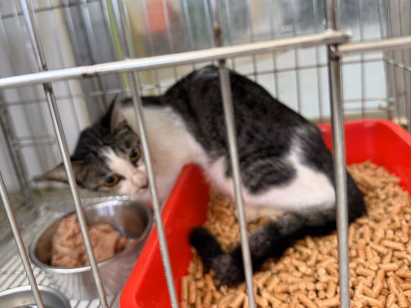 Pusang halo ang lahi (Babae, Matanda na, itim at puti), Katamtaman, blg. ng shelter …0005
