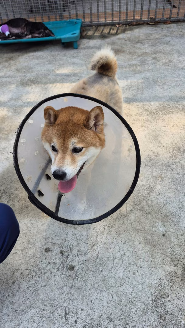 Tan adult female Shiba Inu, Medium, shelter no. …3001