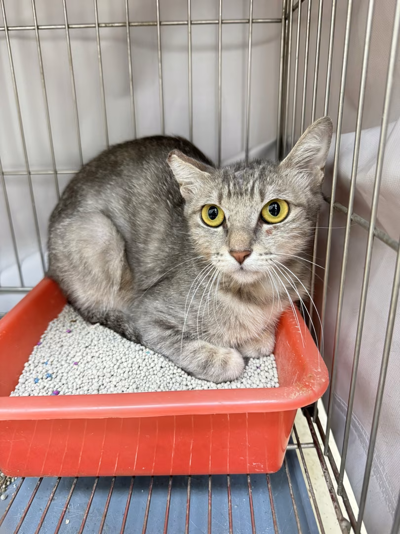 Tabby adult female mixed-breed cat, Small, shelter no. …7001