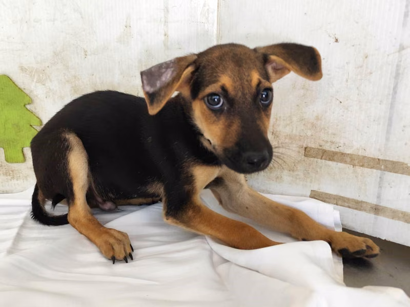 Black young male mixed-breed dog, Small, shelter no. …1510