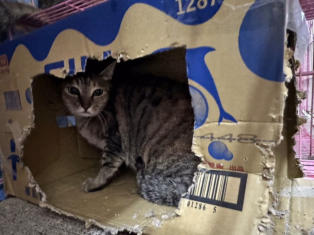 Tabby adult female mixed-breed cat, Medium, shelter no. …1405