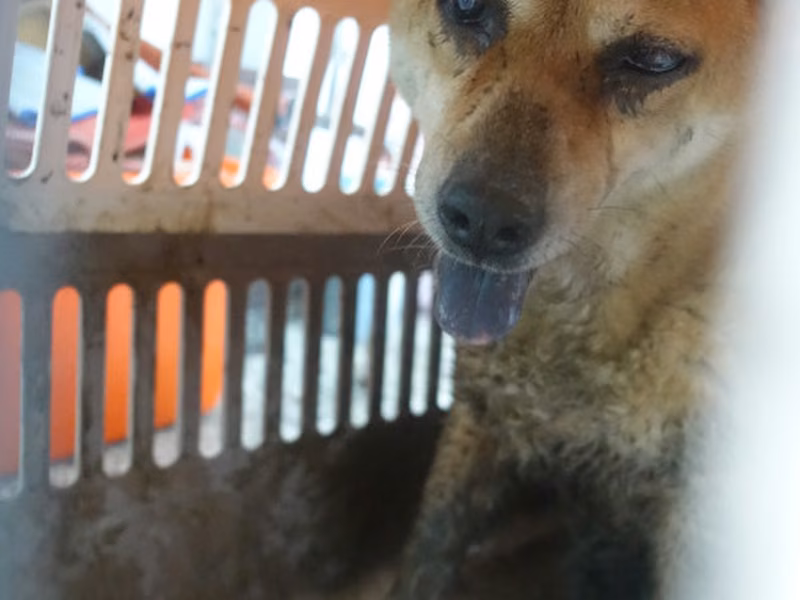 Tan adult mixed-breed dog, Large, shelter no. …0651