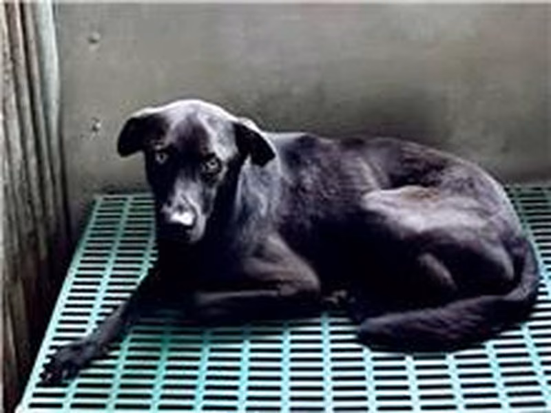 Black adult male mixed-breed dog, Medium, shelter no. …7004