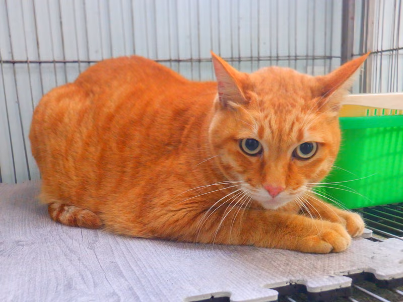 Orange tabby adult male mixed-breed cat, Small, shelter no. …25C8
