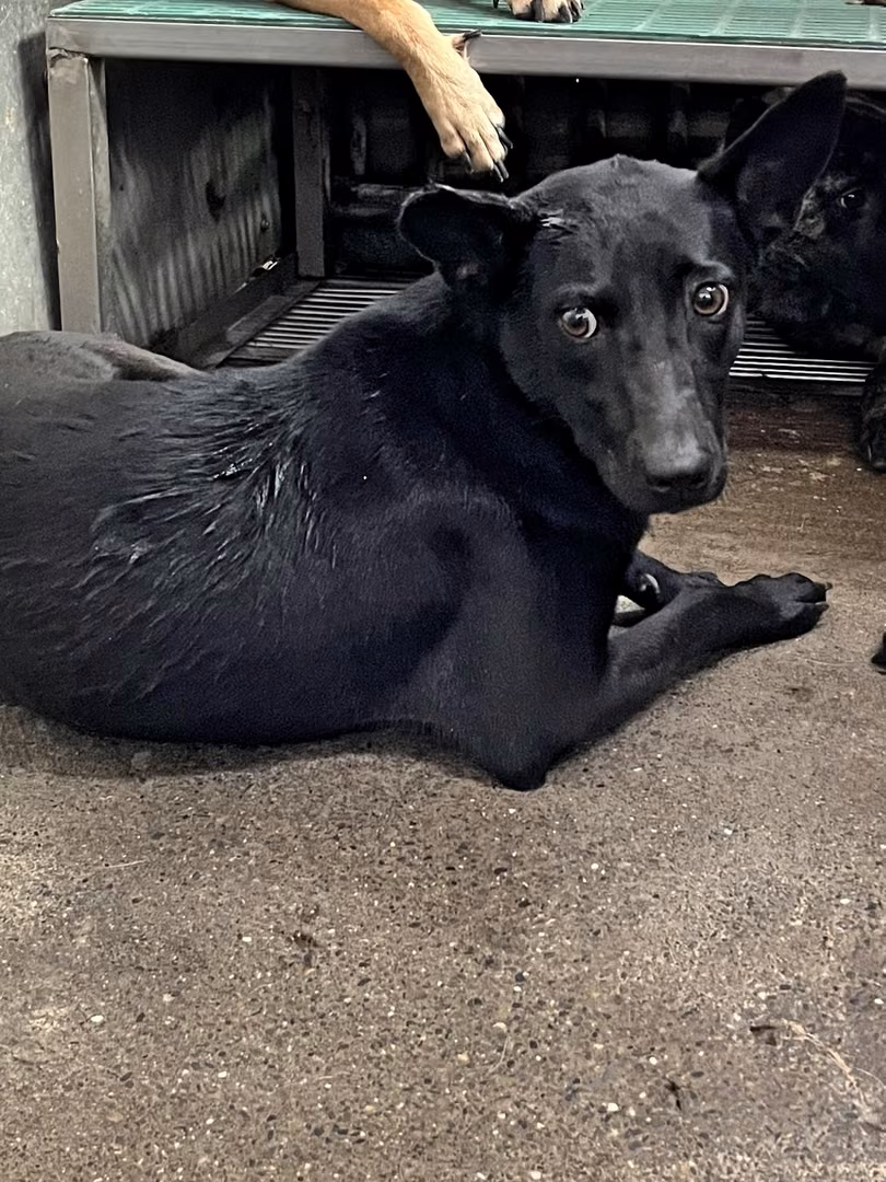 Black adult female mixed-breed dog, Medium, shelter no. …9018