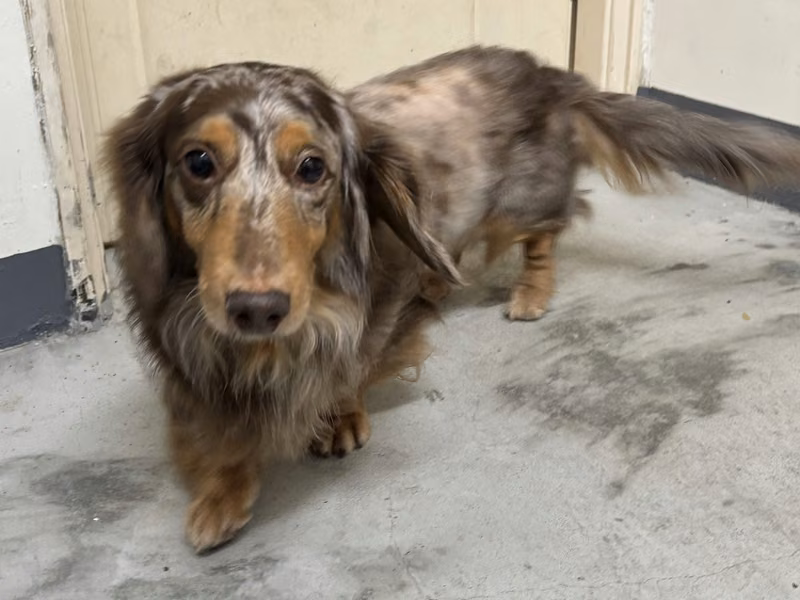Brown adult male dachshund, Small, shelter no. …0001