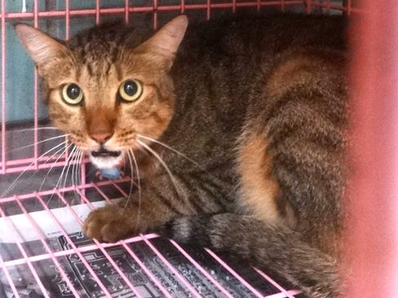 Tabby adult male mixed-breed cat, Large, shelter no. …1590
