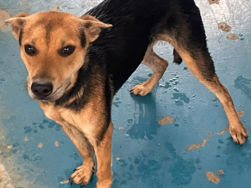 Brown-and-black adult male mixed-breed dog, Large, shelter no. …7007