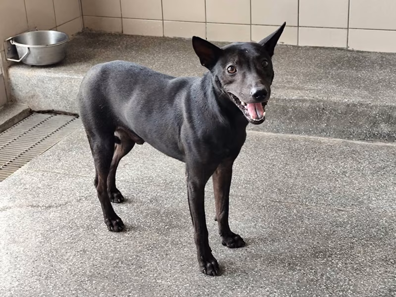 Black adult male mixed-breed dog, Large, shelter no. …1720