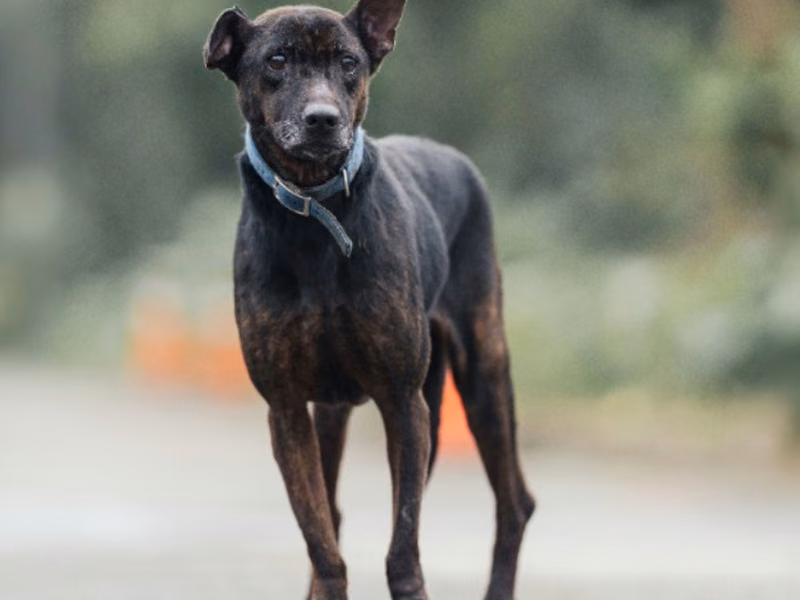 Black adult female mixed-breed dog, Medium, shelter no. …0002