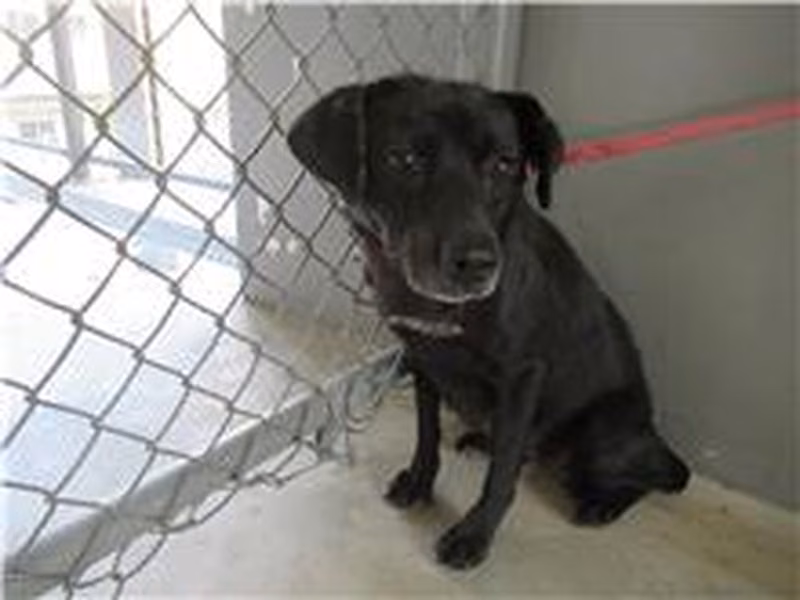 Black adult female mixed-breed dog, Medium, shelter no. …4011