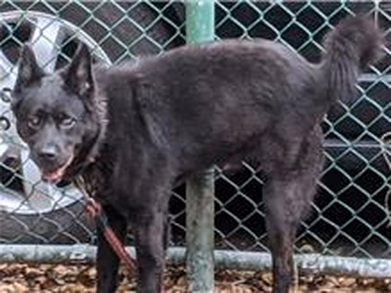 Black adult male mixed-breed dog, Medium, shelter no. …2801