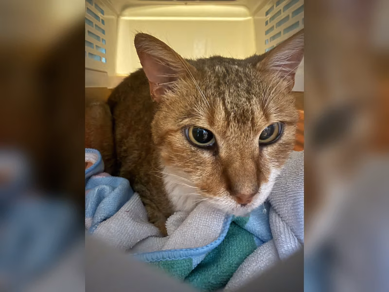 Orange adult female mixed-breed cat, Medium, shelter no. …4001