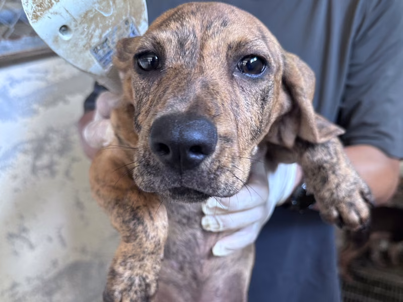 Tan tabby young female mixed-breed dog, Medium, shelter no. …2041