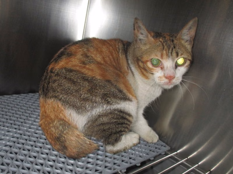 Patched adult female mixed-breed cat, Medium, shelter no. …4003