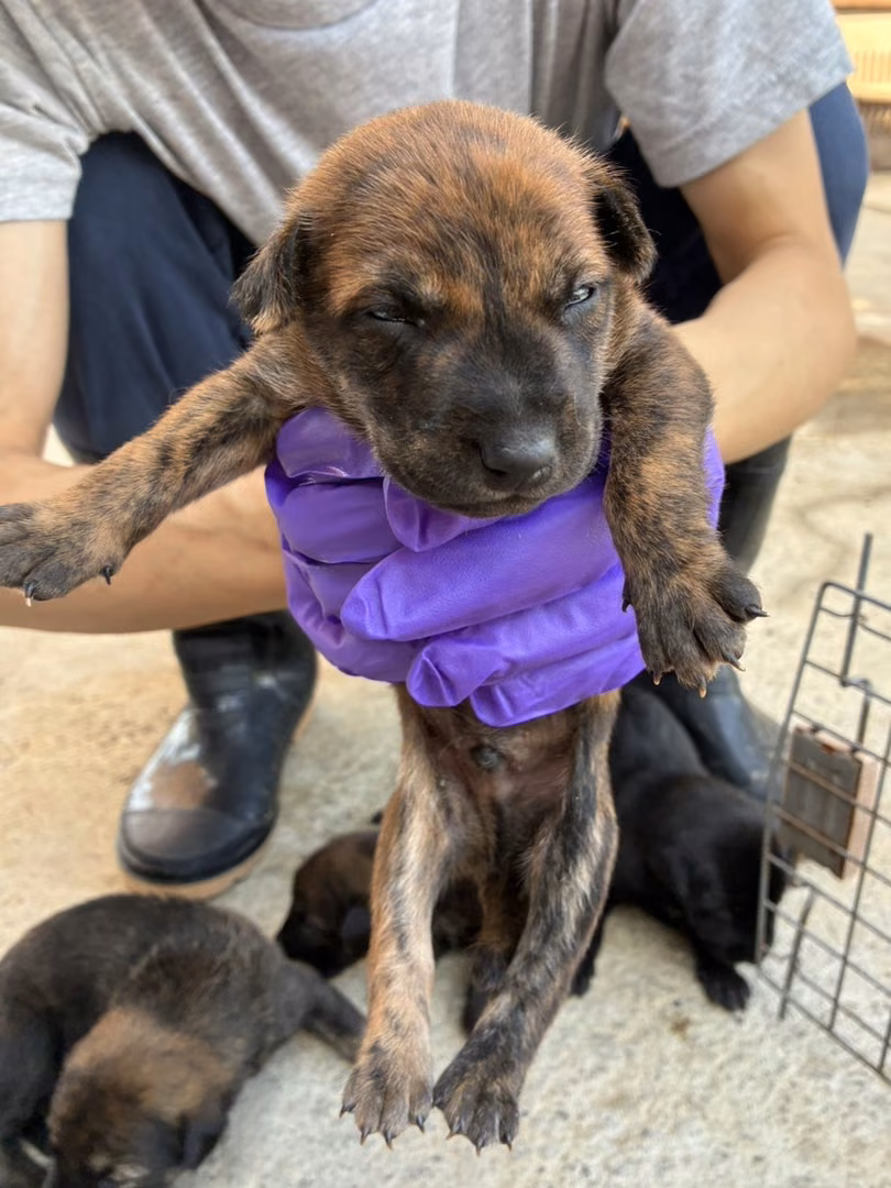 Tabby young male mixed-breed dog, Small, shelter no. …6012