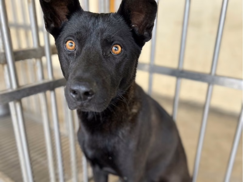 Black adult male mixed-breed dog, Large, shelter no. …5012