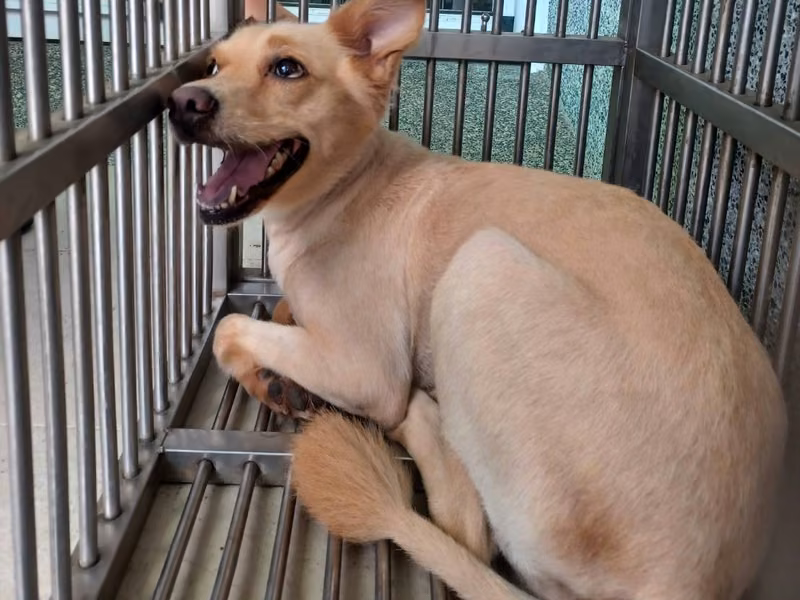 Brown adult female mixed-breed dog, Medium, shelter no. …8001