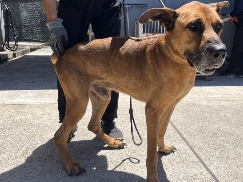 Tan adult male mixed-breed dog, Large, shelter no. …4003