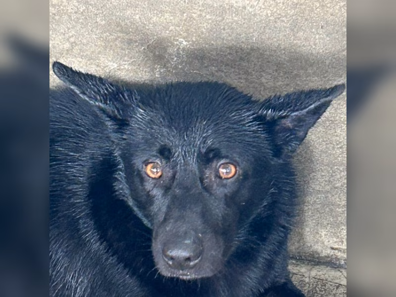 Black adult male mixed-breed dog, Large, shelter no. …7018