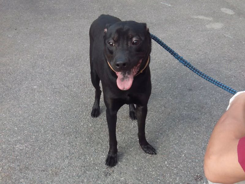 Black adult male mixed-breed dog, Medium, shelter no. …0102
