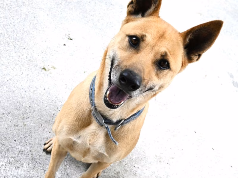 Tan adult male mixed-breed dog, Medium, shelter no. …8003