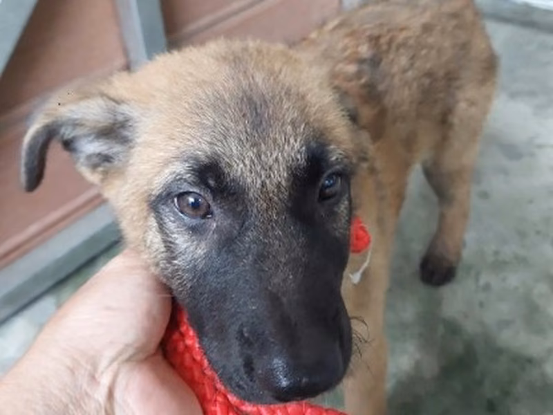 Black-and-tan young male mixed-breed dog, Medium, shelter no. …5003