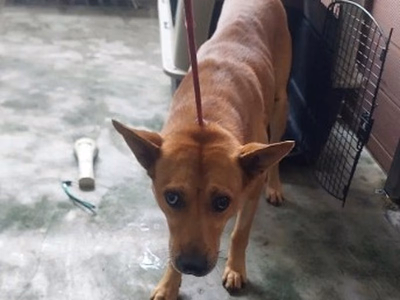 Tan adult male mixed-breed dog, Medium, shelter no. …6002