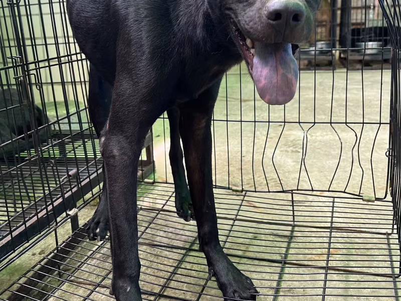 Black adult male mixed-breed dog, Medium, shelter no. …2004