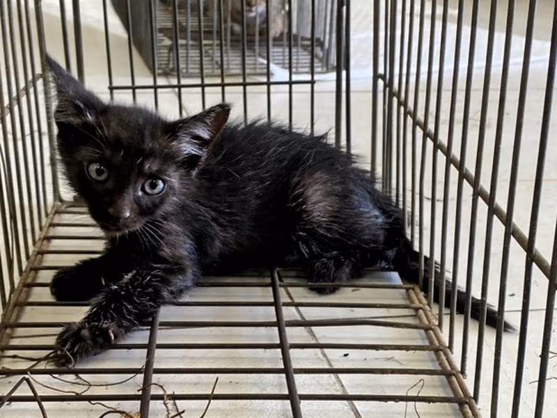 Black young female mixed-breed cat, Small, shelter no. …3C04