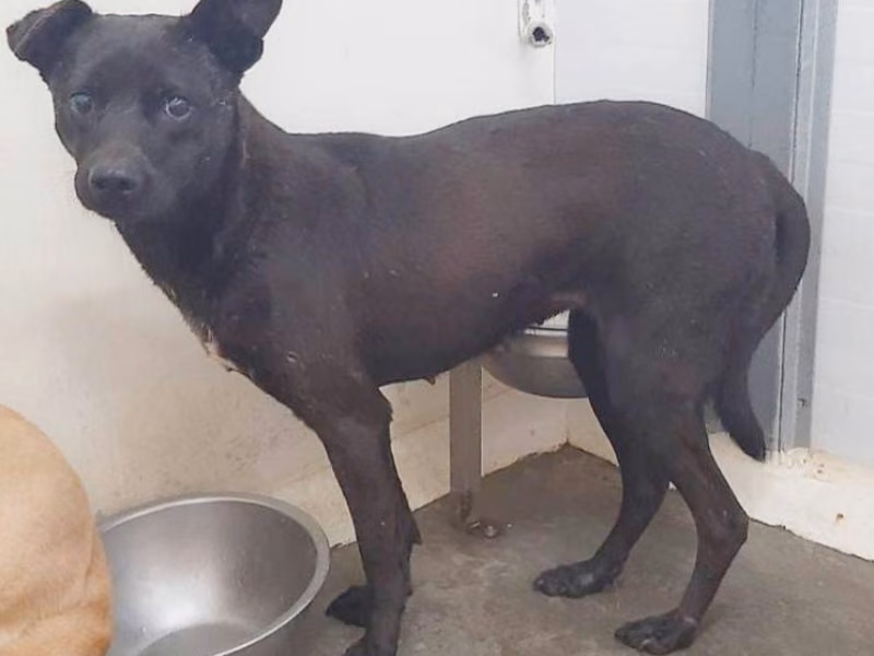 Black young female mixed-breed dog, Small, shelter no. …1203