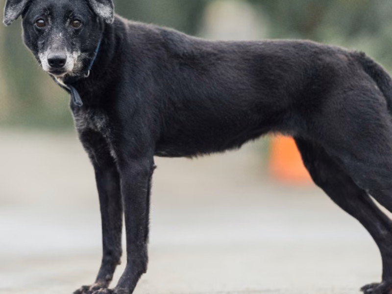 Black adult female mixed-breed dog, Medium, shelter no. …2202