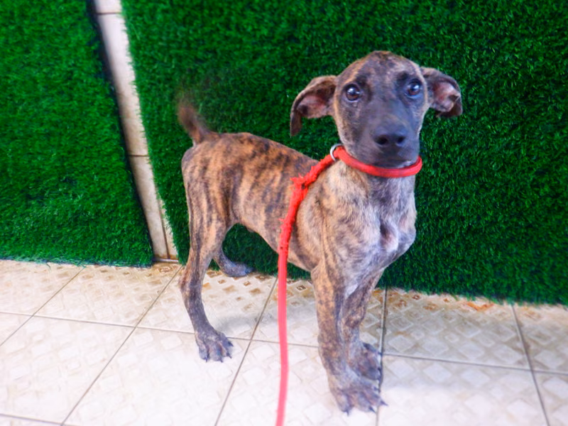 Tabby young male mixed-breed dog, Small, shelter no. …4865