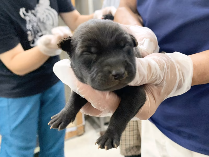Black young female mixed-breed dog, Small, shelter no. …2107