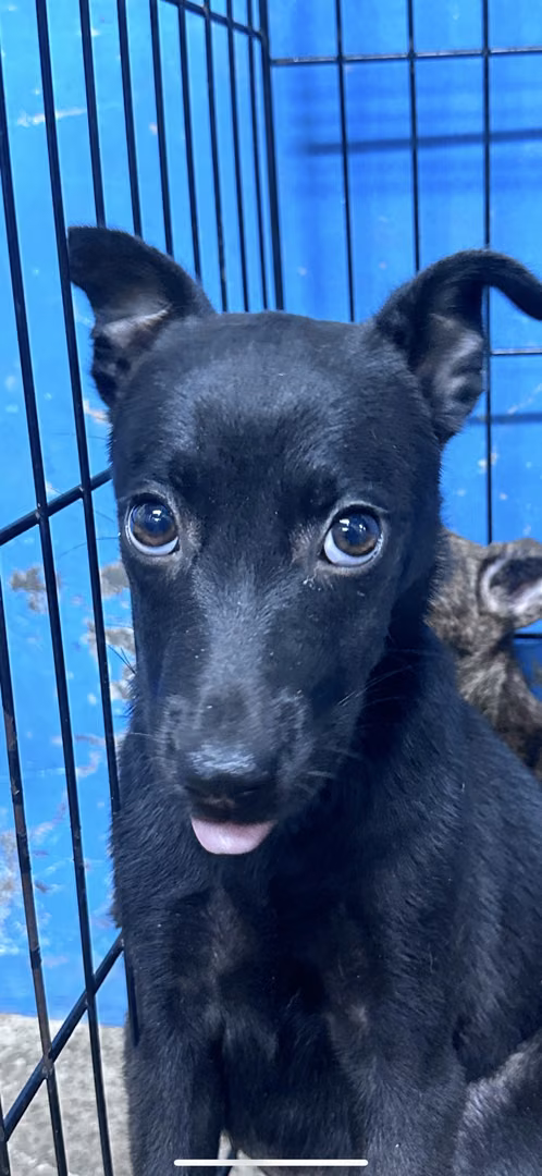 Black young female mixed-breed dog, Small, shelter no. …4005