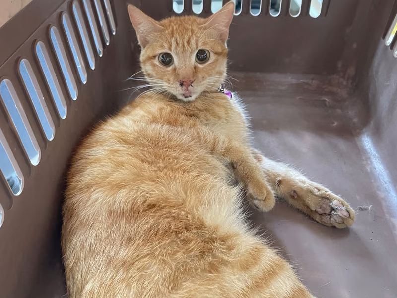 Orange tabby adult female mixed-breed cat, Medium, shelter no. …8004